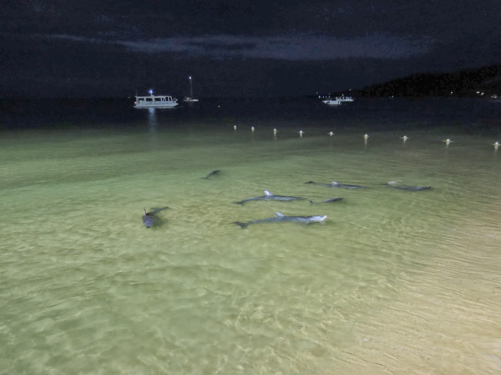 澳洲黃金海岸海豚島